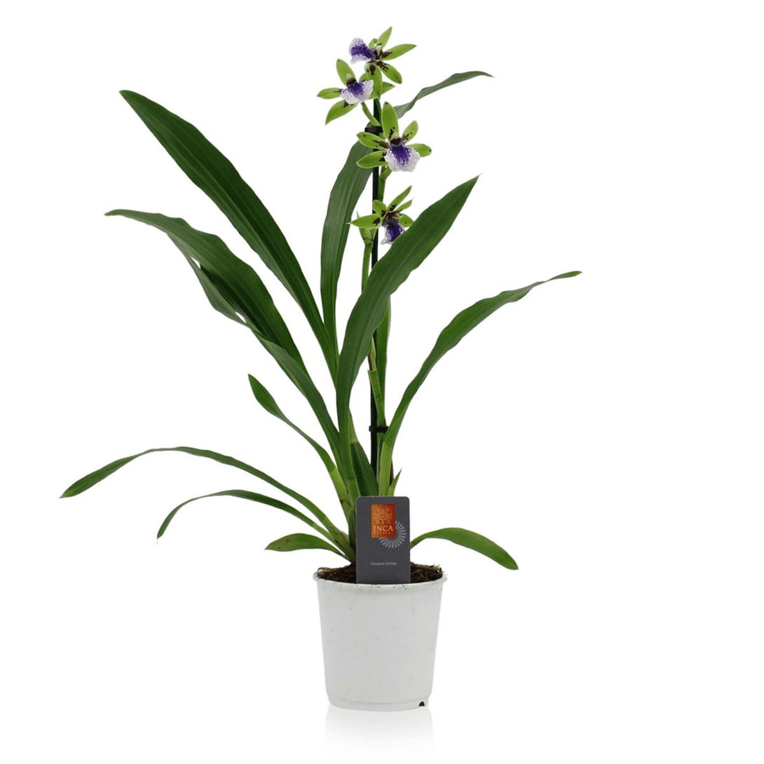 Zygopetalum 'Impasto Green'