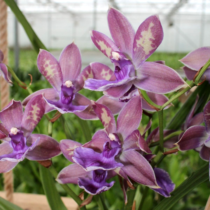 Zygopetalum 'Impasto Blue' 