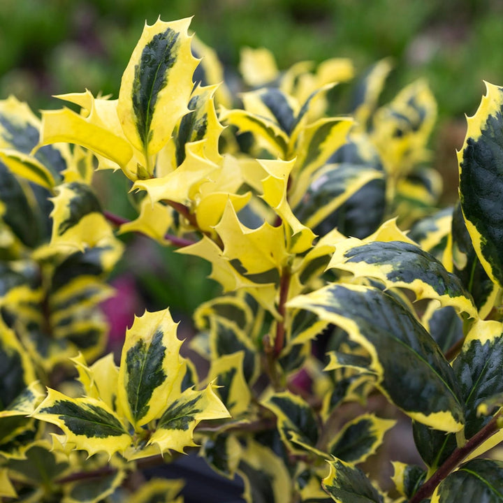 Ilex aquifolium 'Golden van Tol'