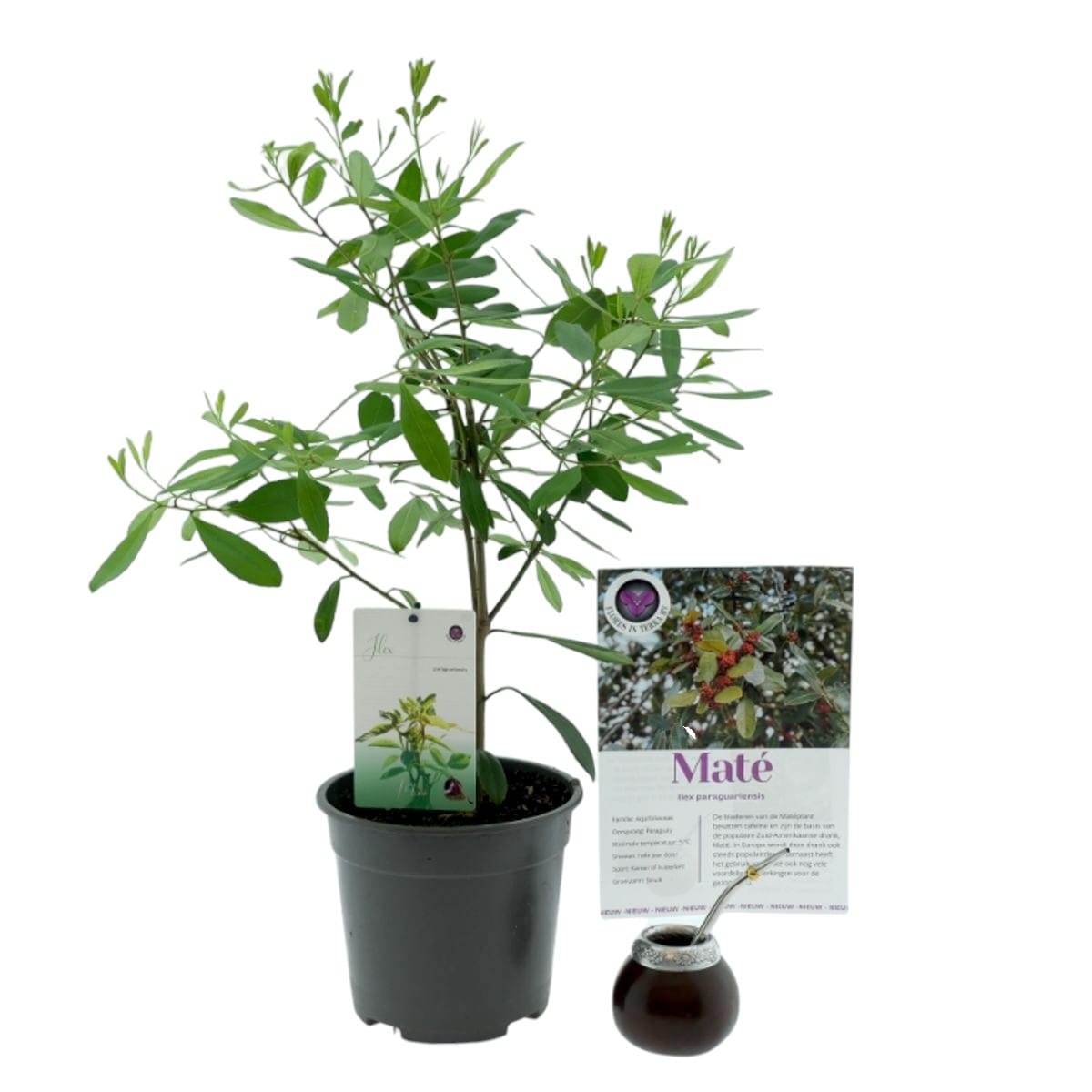 Ilex paraguariensis (Yerba Mate) - planta de ceai Yerba Mate