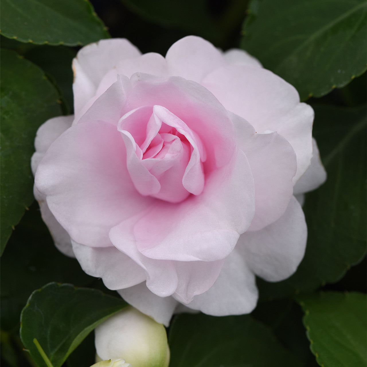 Impatiens Glimmer Double Appleblossom (hišni spor z dvojno svetlo rožnato cvetjo)