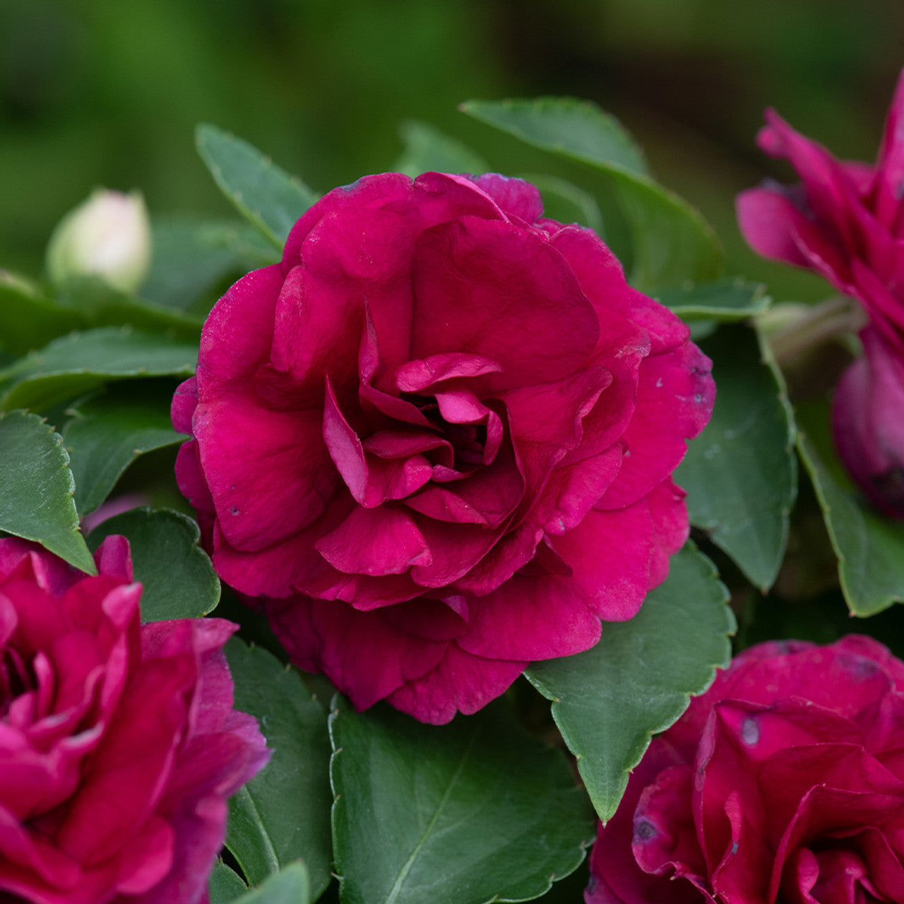 Impatiens Glimmer Double Burgundy (sporul casei cu flori duble)