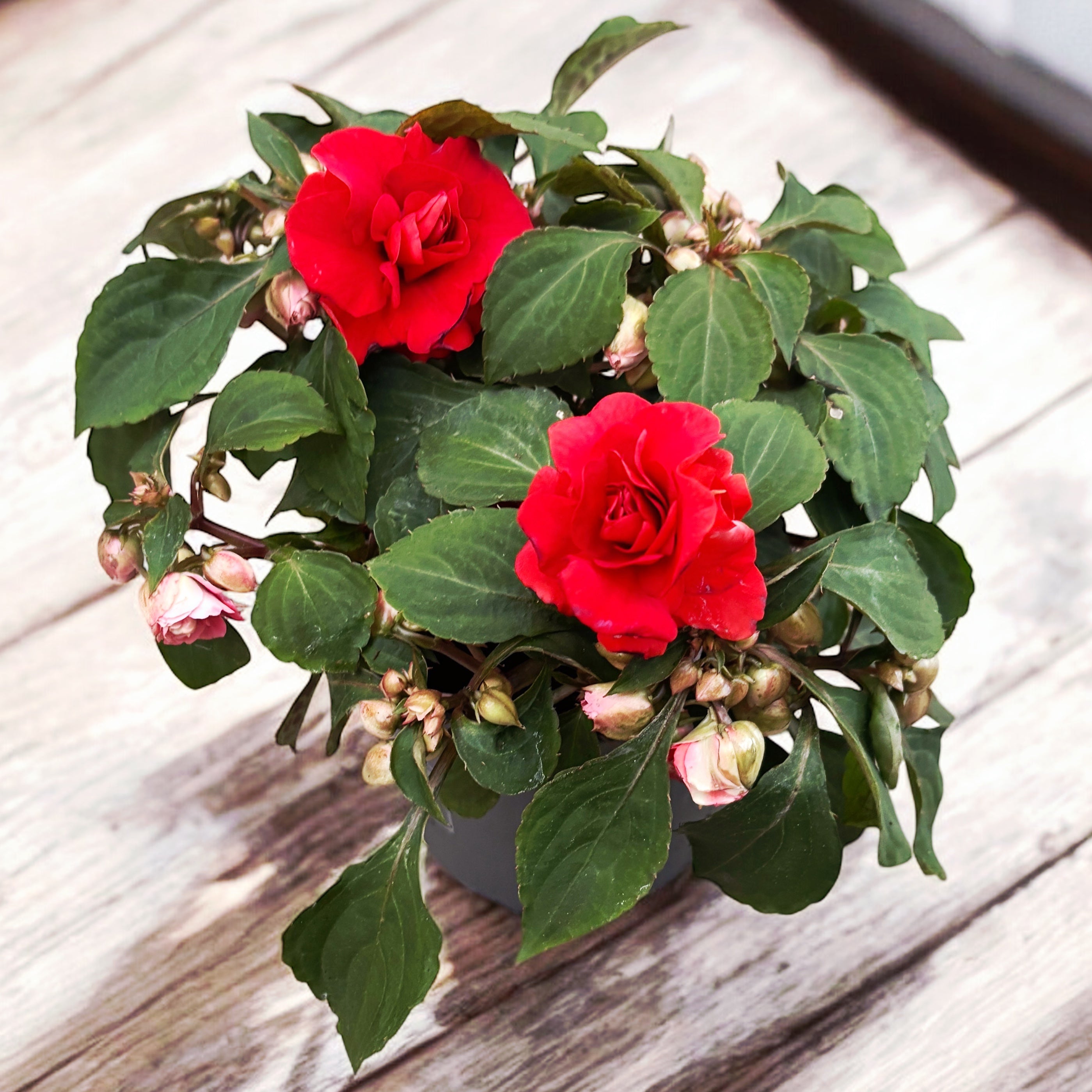 Impatiens Glimmer Double Bright Red (sporul casei cu flori duble rosii)