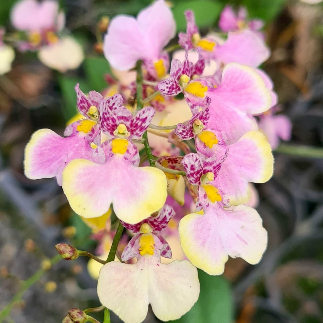 Ionmesa (Oncidium) Popcorn 'Haruri' 