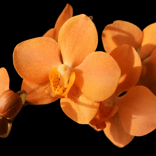 Vandaenopsis Irene Dobkin 'Elmhurst' HCC/AOS