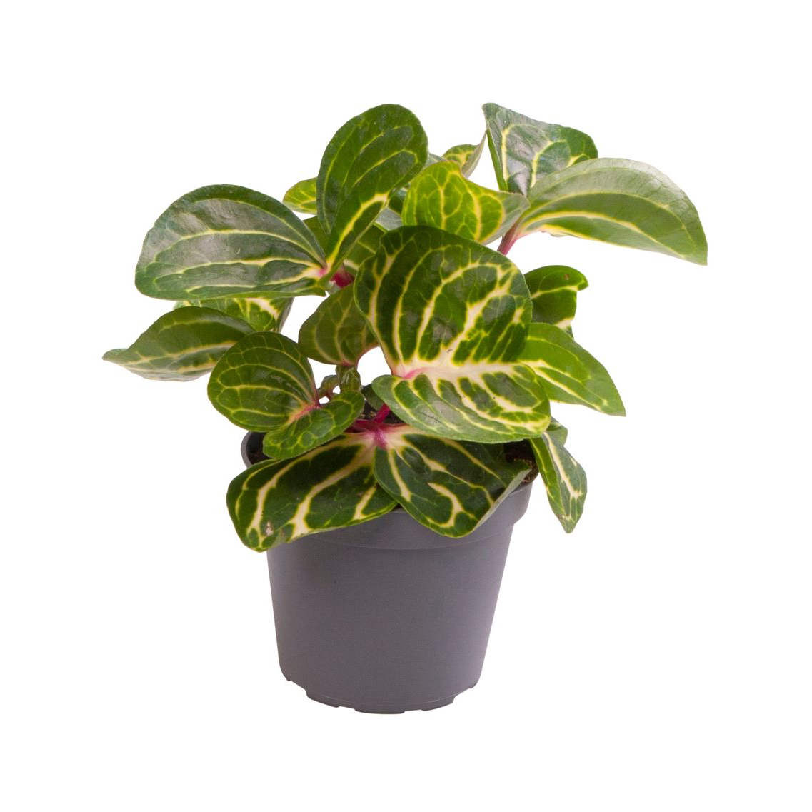 Iresine herbstii 'Aureoreticulata' (Beefsteak Plant) *babyplant