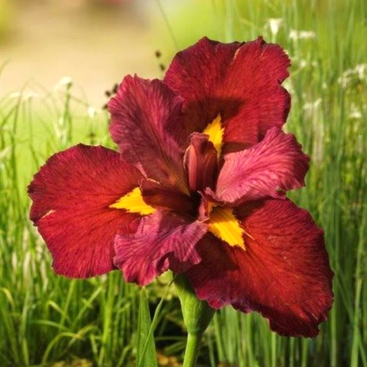 Iris 'Ann Chowning'