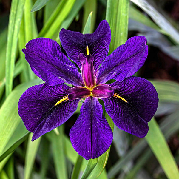 Iris 'Black Gamecock' (Louisiana Iris)