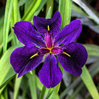Iris 'Black Gamecock' (Louisiana Iris)