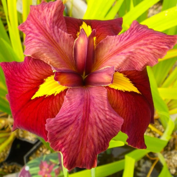 Iris 'Ann Chowning'