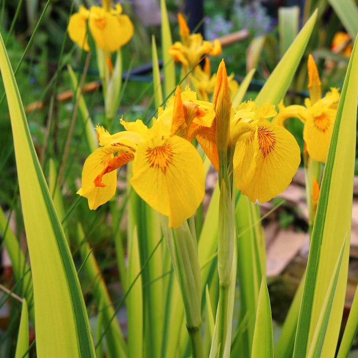 Iris pseudacorus 'Variegata'