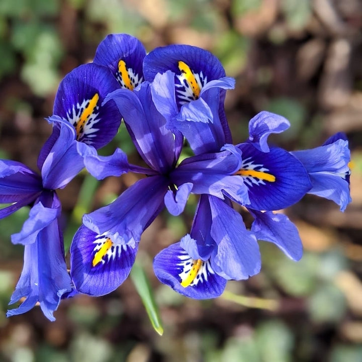 Iris reticulata 'Harmony'