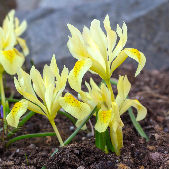 Iris Katharine Gold