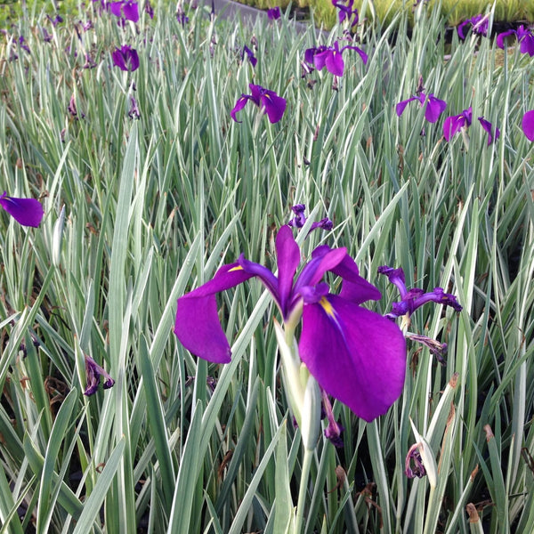 Iris kaempferi 'Variegata' (Ensata)