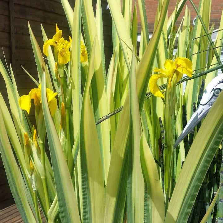 Iris pseudacorus 'Variegata'