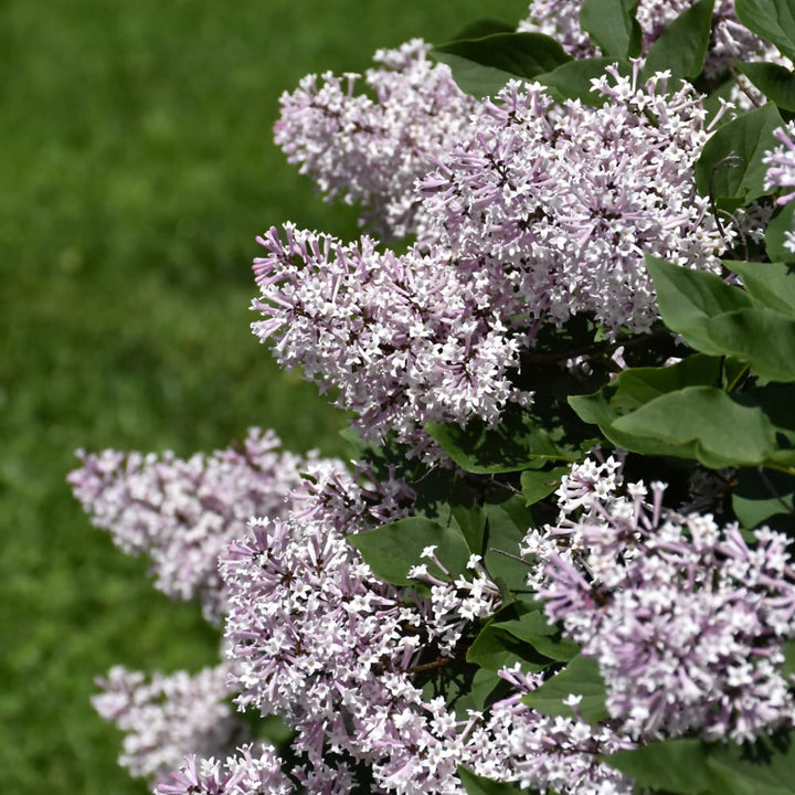 Syringa pubescens subsp. patula 'Miss Kim'