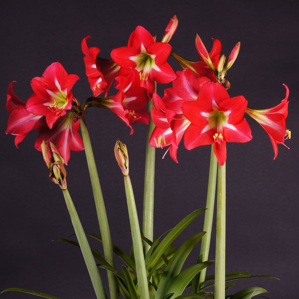 Crin Amaryllis Red Garden (multiflower)