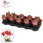 Crin Amaryllis Red Garden (multiflower)