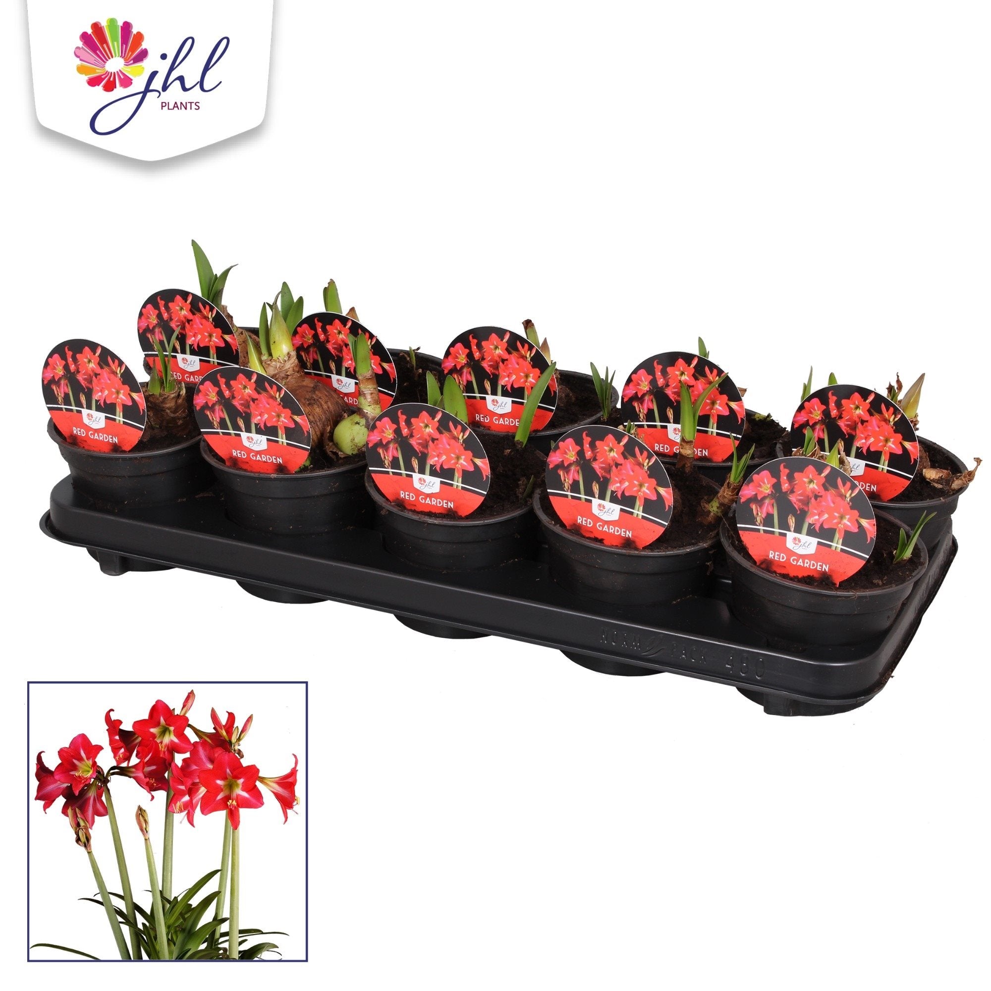 Crin Amaryllis Red Garden (multiflower)