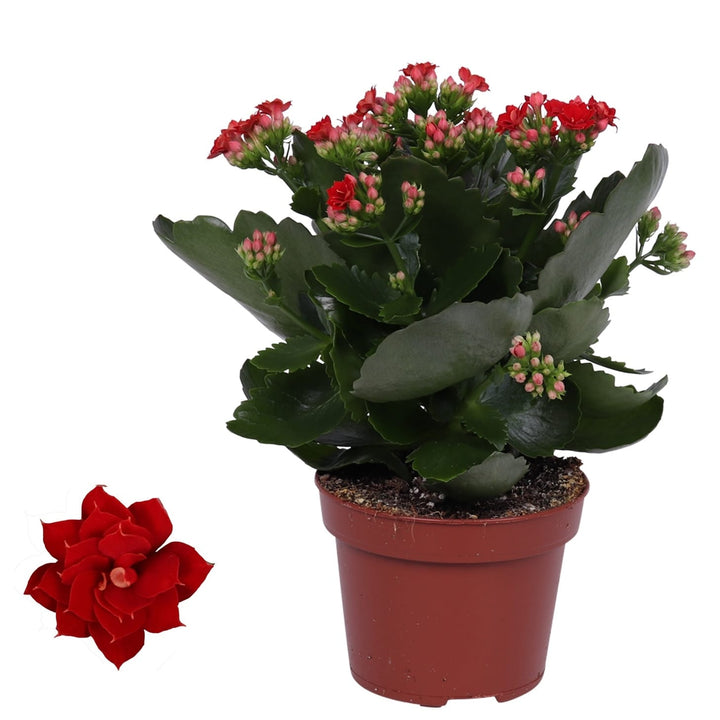 Kalanchoe blossfeldiana rosu