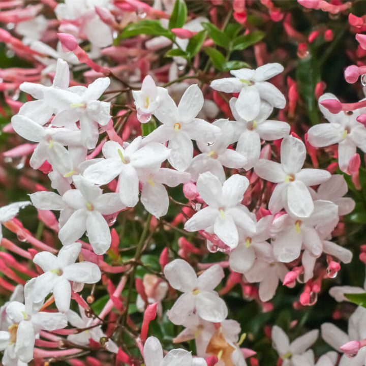 Jasminum polyanthum