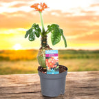 Jatropha podagrica (Buddha has)