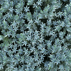 Juniperus squamata 'Blue Star'