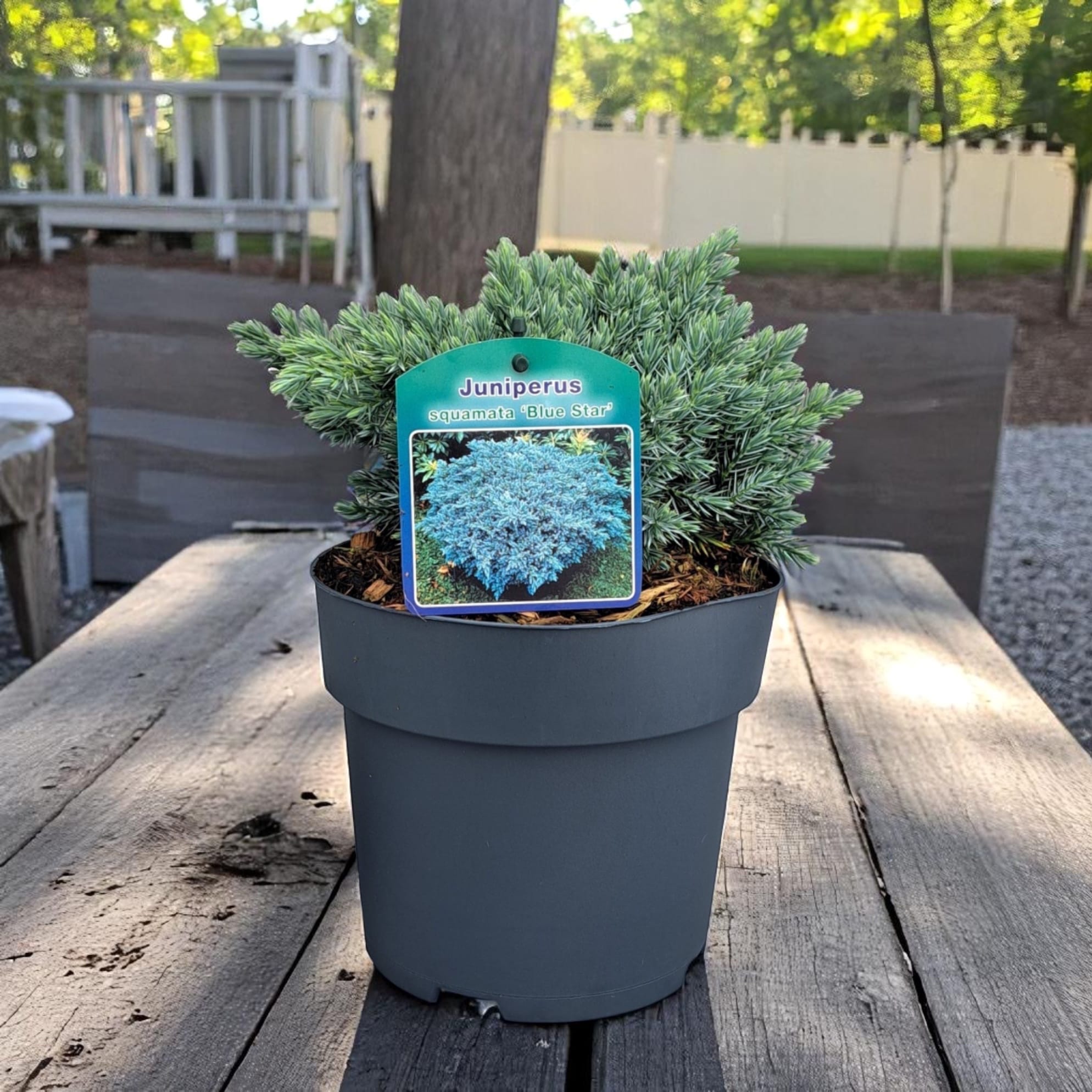 Juniperus squamata 'Blue Star'