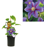 Clematite spectaculoase - Clematis Barbara Jackman (Early Large-flowered Group)