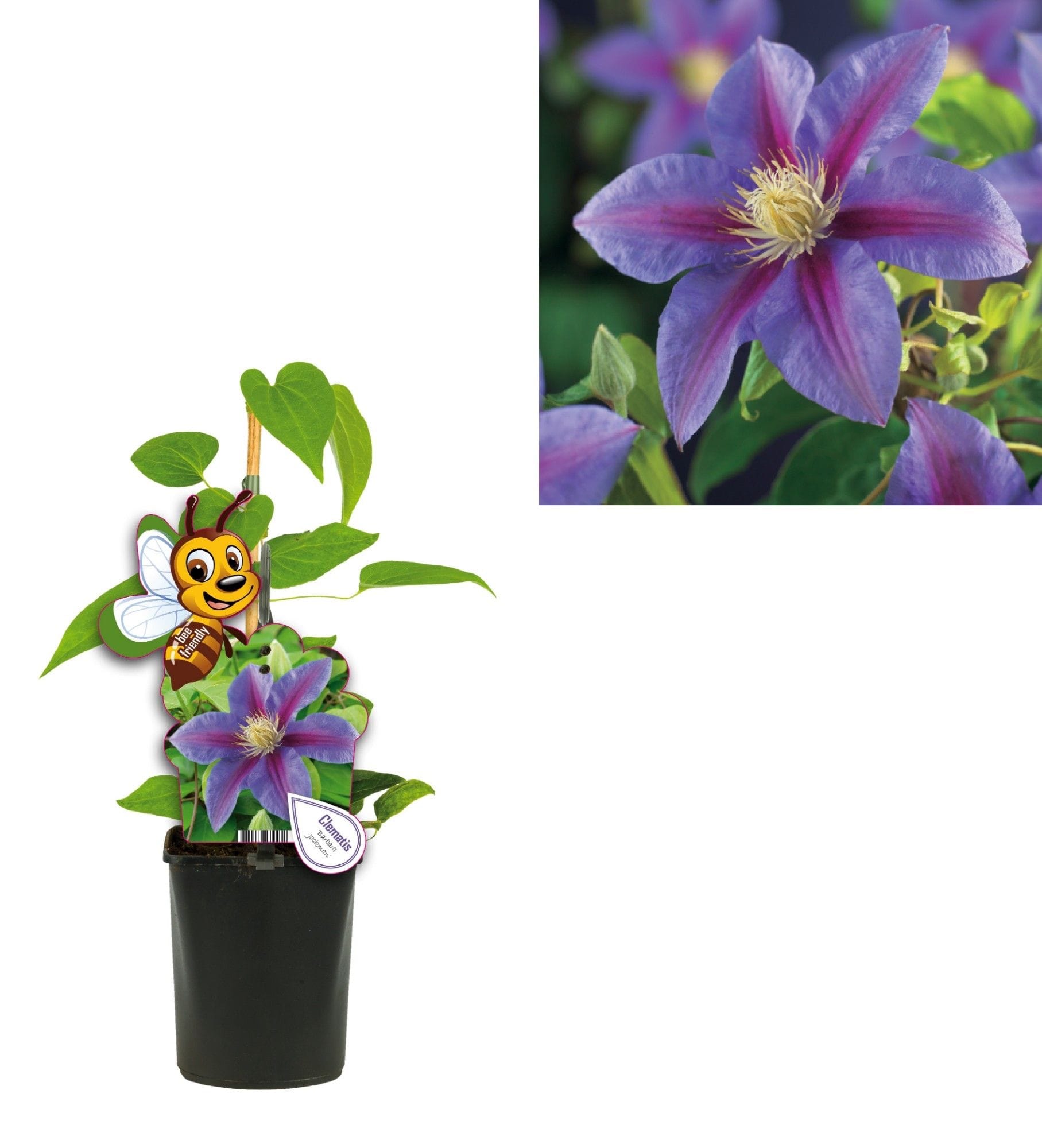 Clematite spectaculoase - Clematis Barbara Jackman (Early Large-flowered Group)