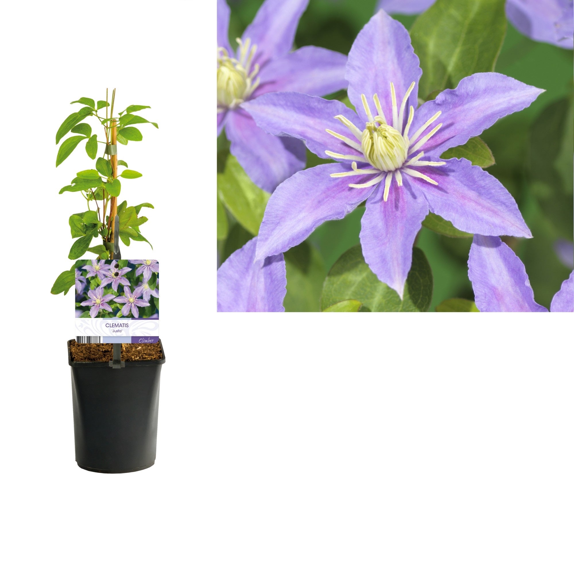 Clematite cu infloriri abundente - Clematis 'Justa' (Viticella Group)