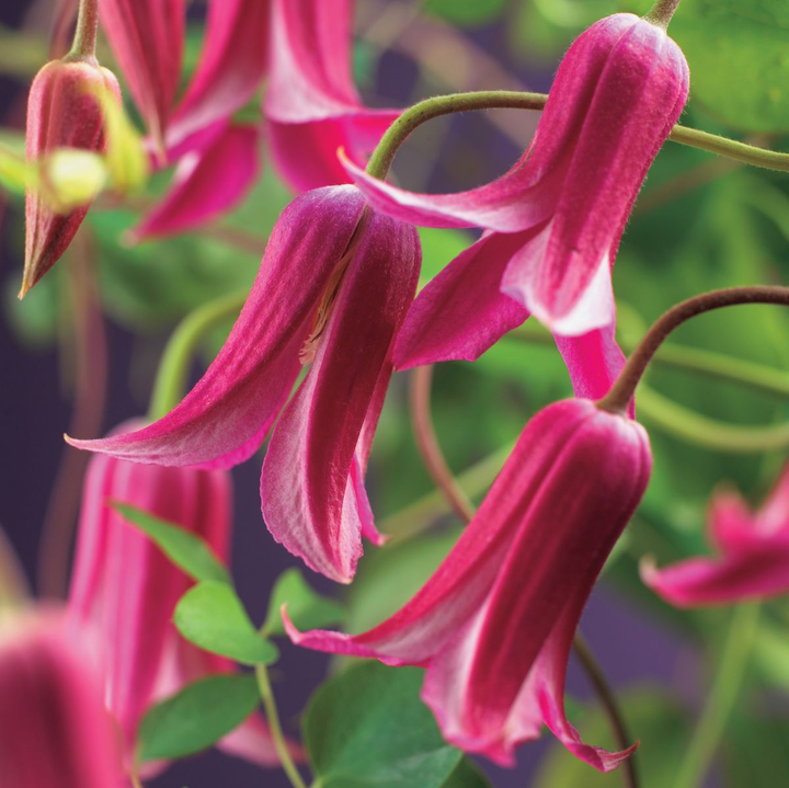 Clematite - Clematis 'Princess Diana' (Royal Collection)