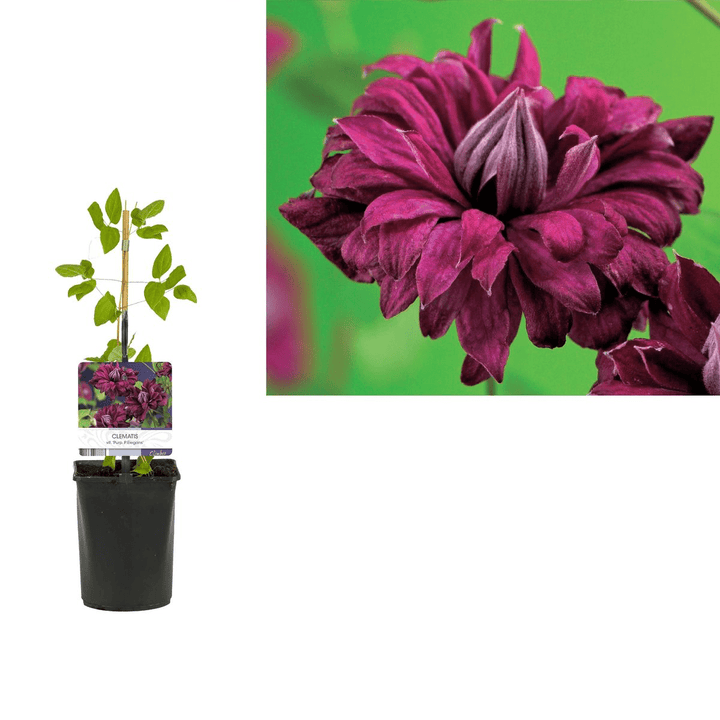 Clematis 'Purpurea Plena Elegans'