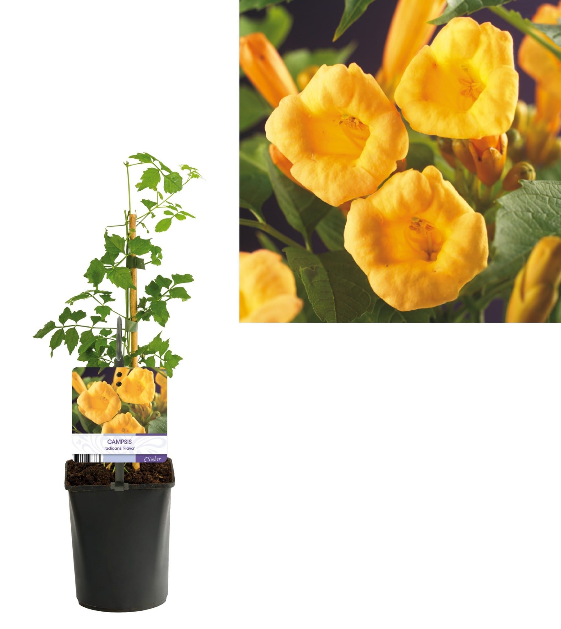 Campsis radicans 'Flava' - Sárga trombitafolyondár