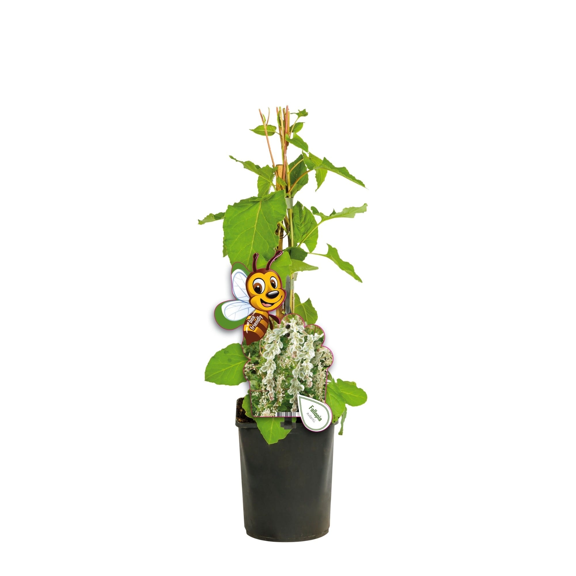 Fallopia aubertii (Polygonum aubertii) - rýchlo rastúca liána s bohatým kvitnutím