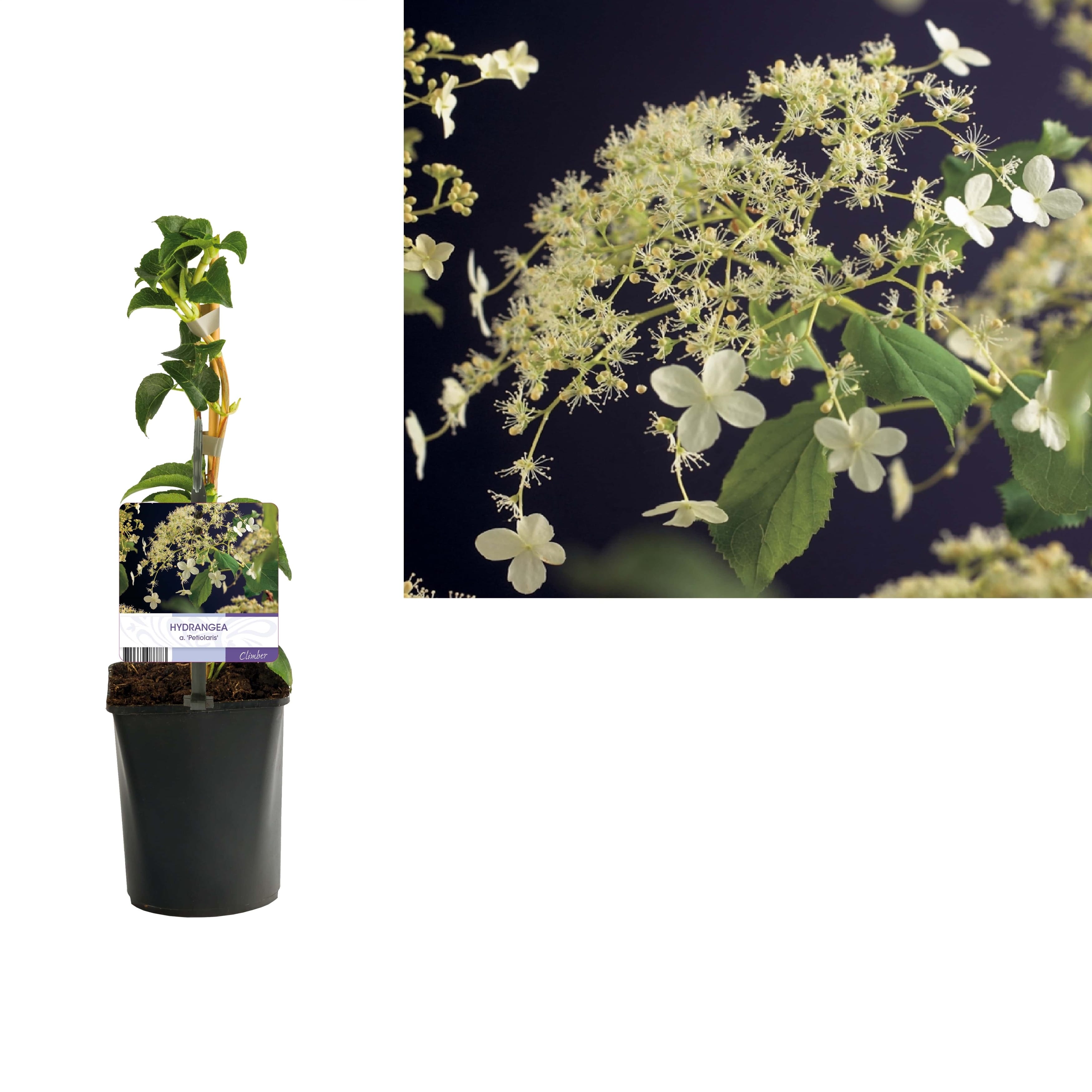 Hydrangea4936　準備中★ Hortensie cataratoare - Hydrangea anomala ssp. petiolaris – Secret