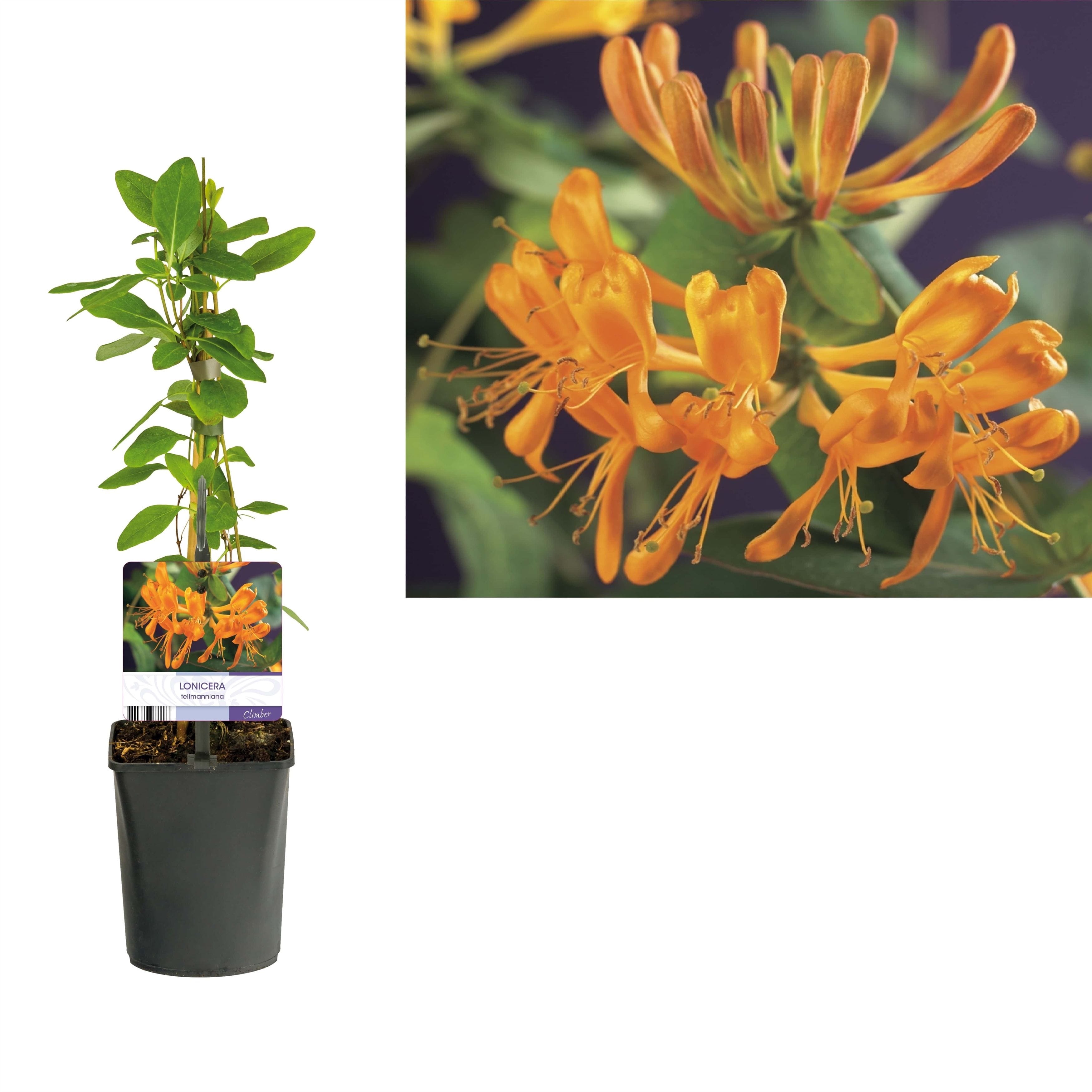 lonicera x tellmanniana Lonicera tellmanniana – Geißblatt mit großen, orange-goldenen Blüten u – Secret Garden Plant Shop