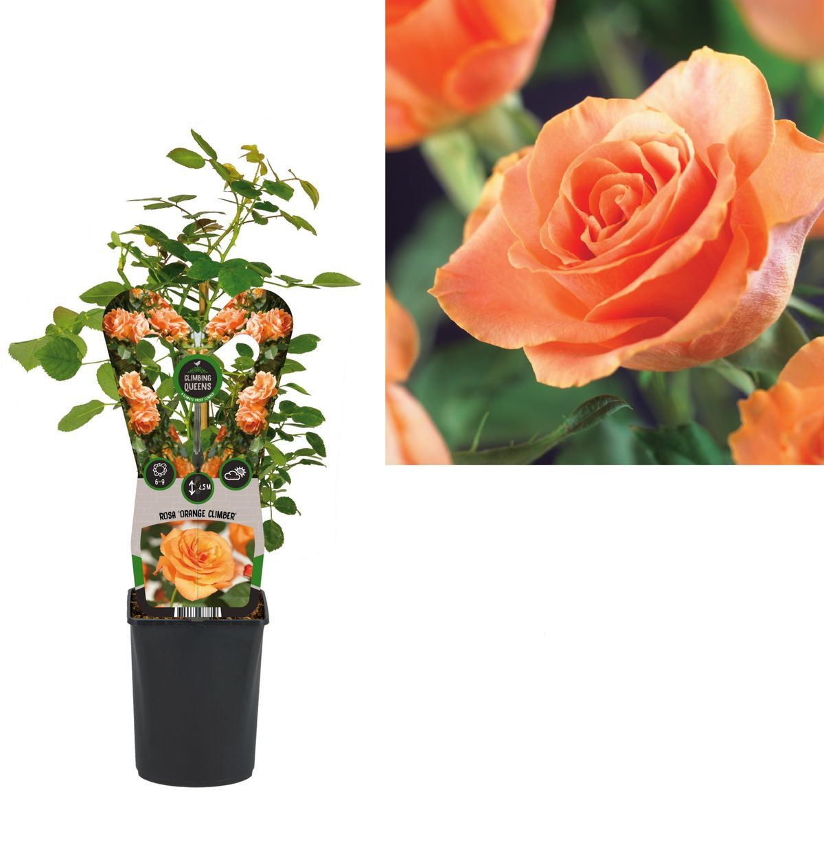 Rosa ‘Westerland’® (Rosa 'Orange Climber')