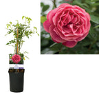 Rosa 'Pinky Queen'® - Trandafir floribunda, catarator, parfumat (D11cm)