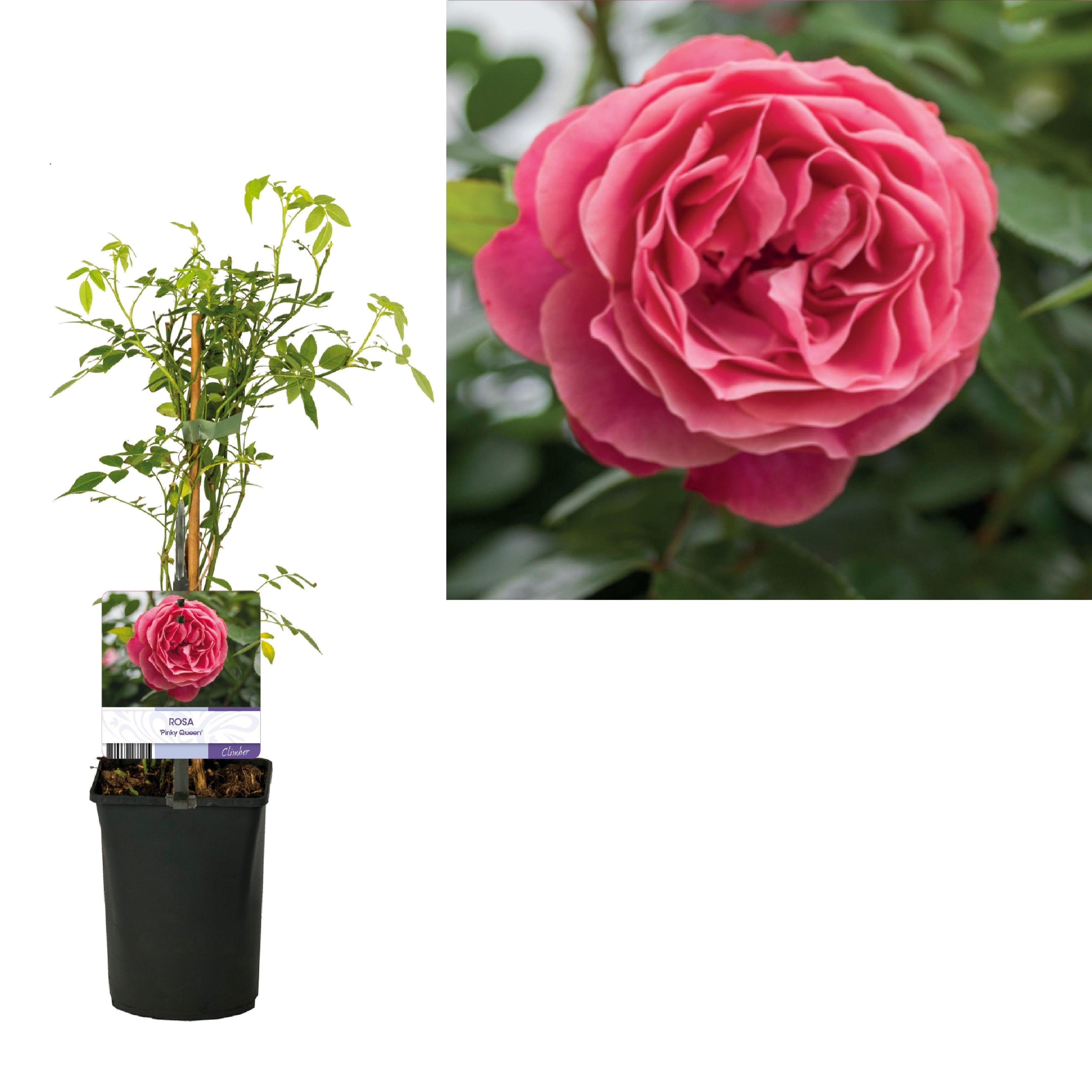 Rosa 'Pinky Queen'® - Trandafir floribunda, catarator, parfumat (D11cm)
