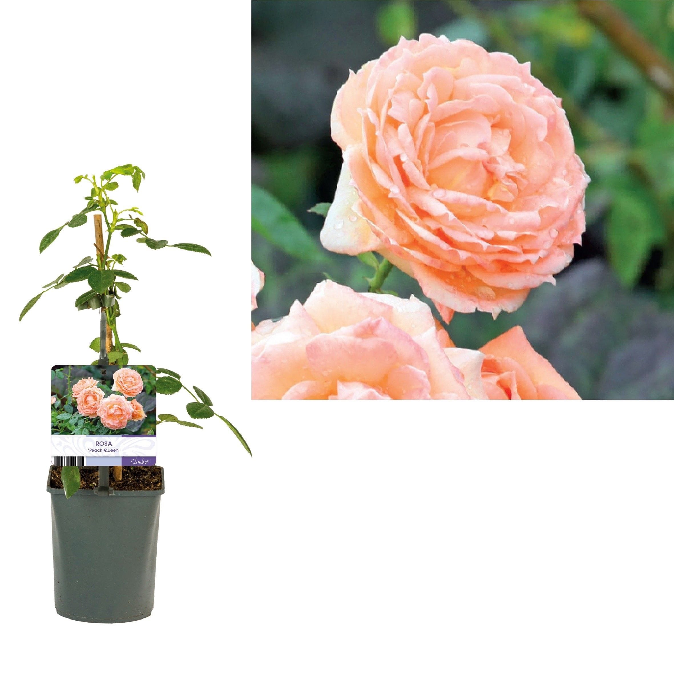 Rosa 'Peach Queen'