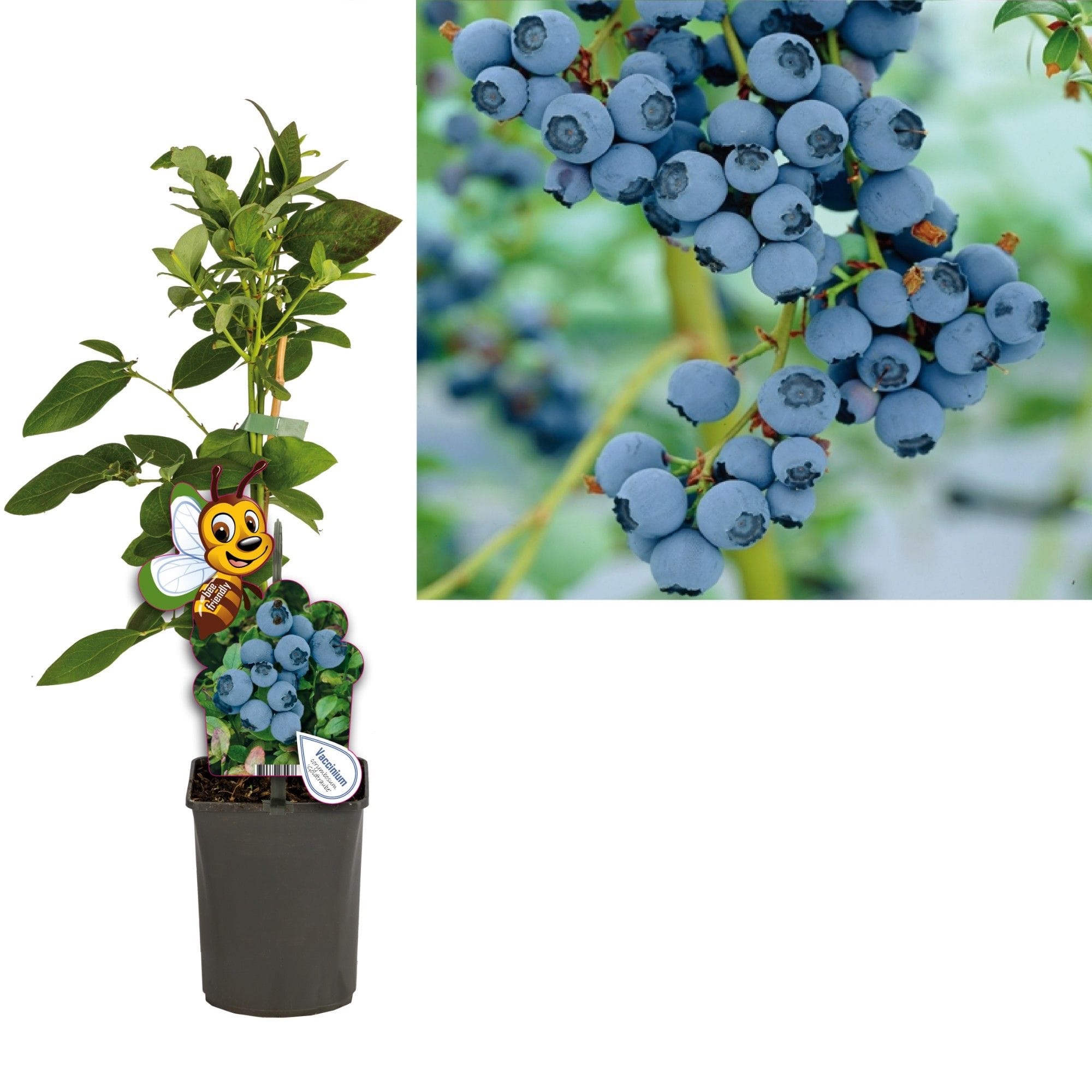Afin productiv - Vaccinium corymbosum 'Bluecrop' D9
