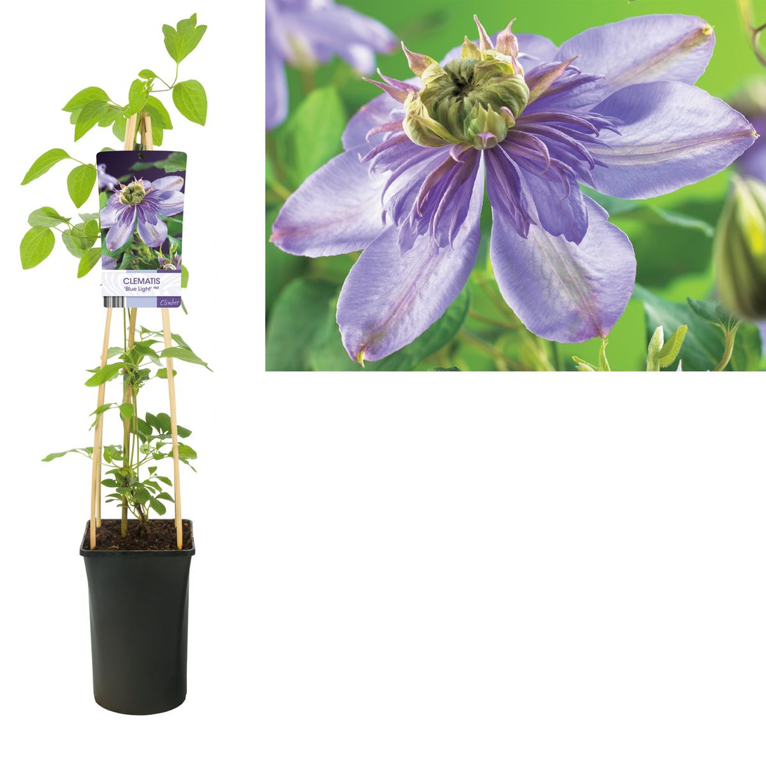 Clematis 'Blue Light'