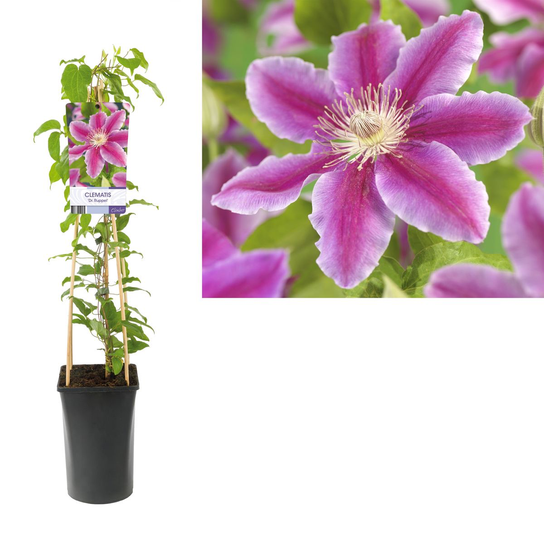 Clematite - Clematis 'Dr. Ruppel'