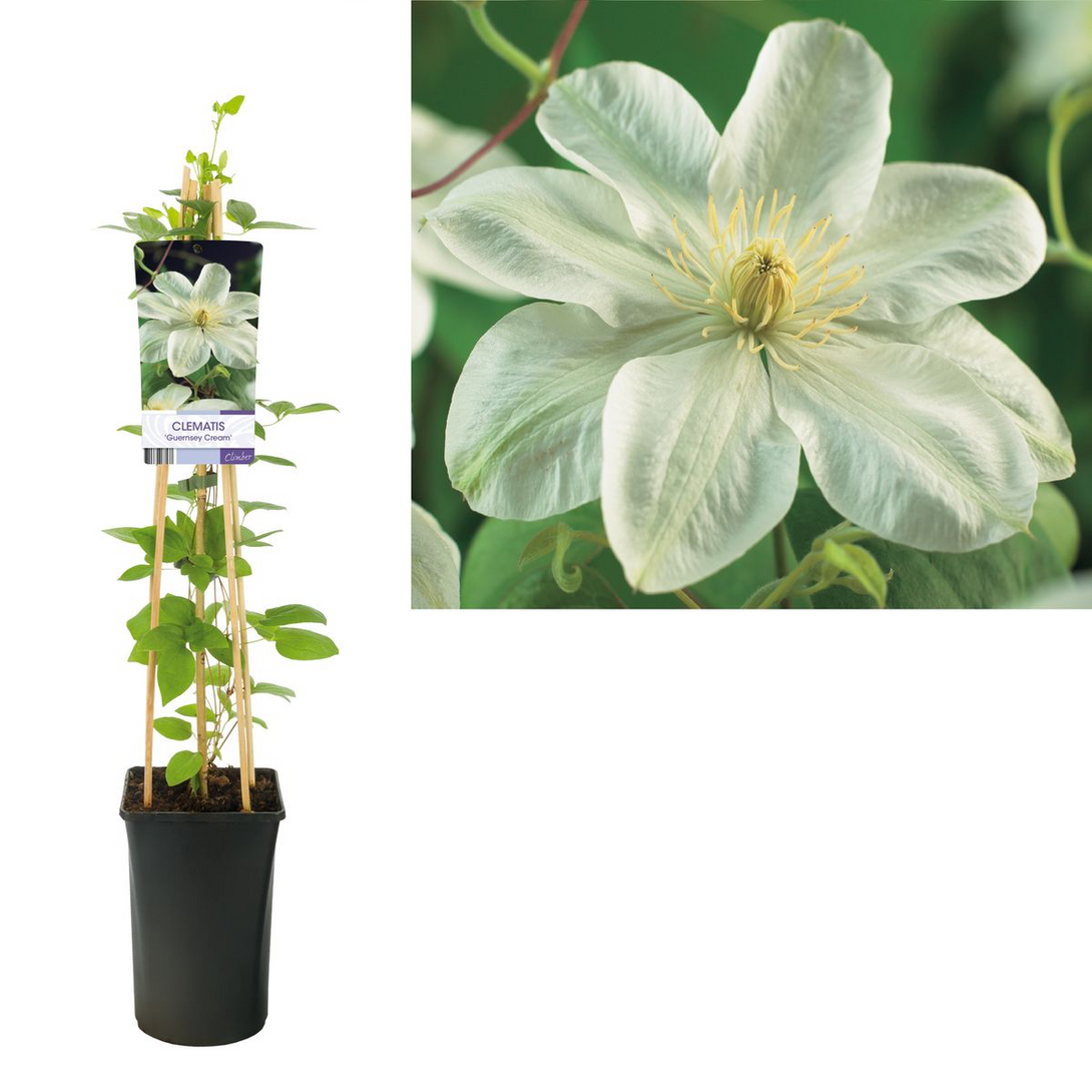 Clematis 'Guernsey Cream'