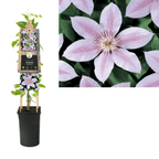Clematite cu flori XL - Clematis 'John Paul II' (Late Large-flowered Group)