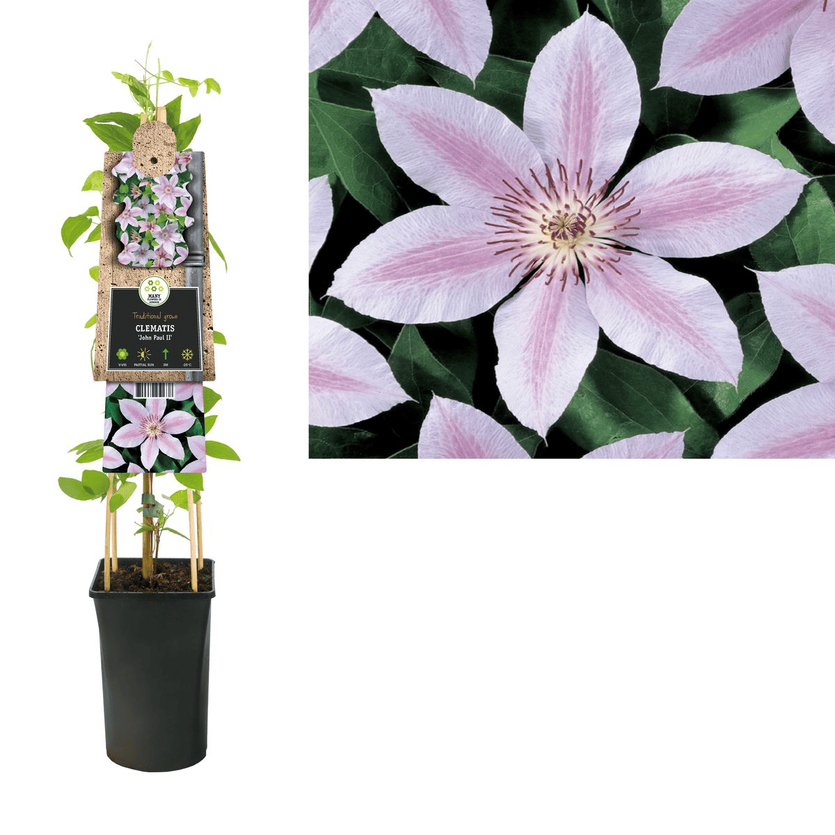Clematite cu flori XL - Clematis 'John Paul II' (Late Large-flowered Group)