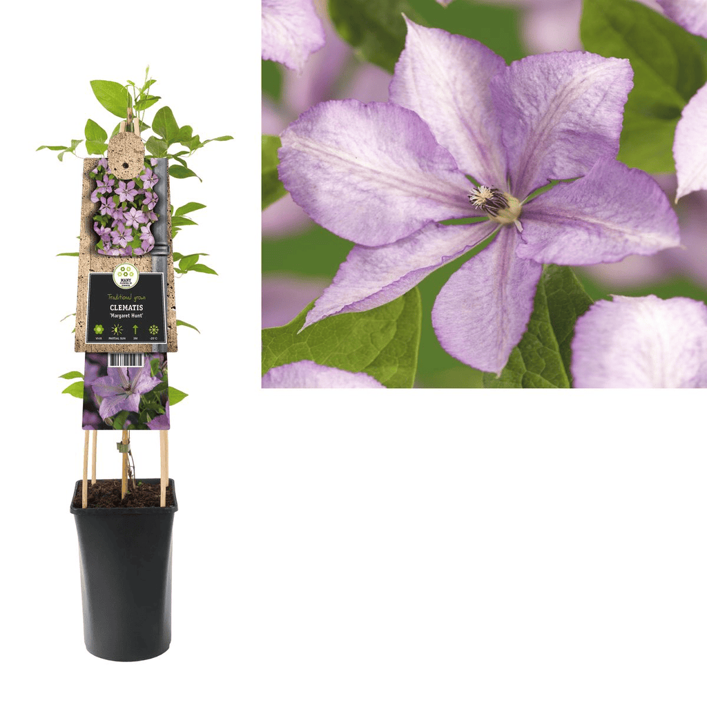 Clematis 'Margaret Hunt'