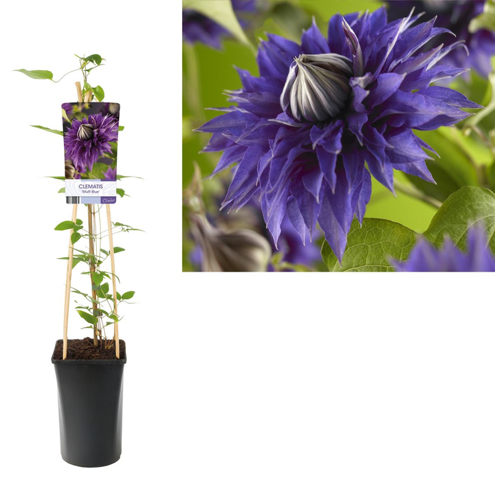 Clematite - Clematis 'Multi Blue'