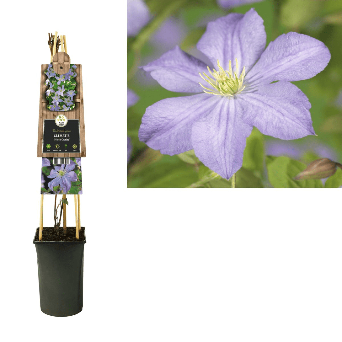 Clematis 'Prince Charles'